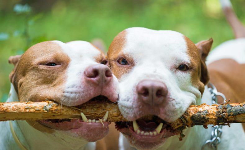 Close up of two gorgeous dogs holding wood stick in teeth. Beautiful white and red pit bulls playing with piece of wood outdoors. Concept of animals and pets.